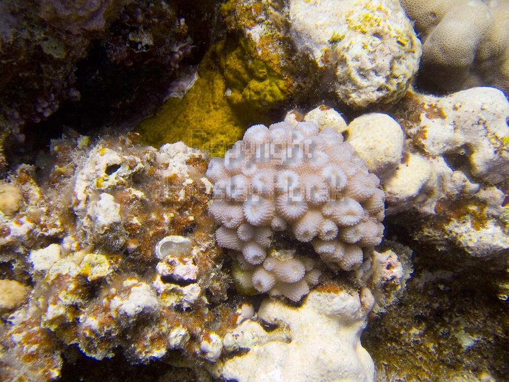 DSCF8447 chapadlovy koral